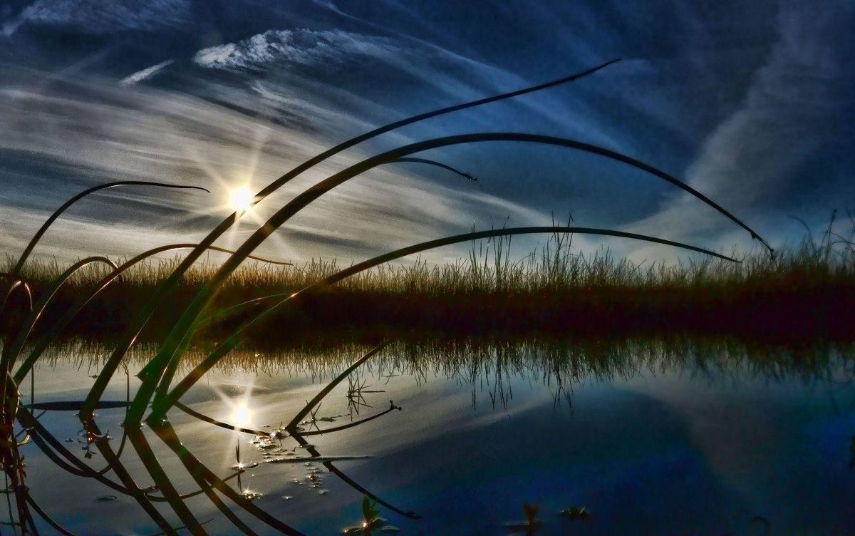 View of Harns Marsh's retention pond through weeds at sunrise. Photo by Marc Renz